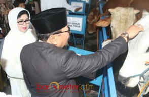 Ketika Sapi Kurban ‘Ogah’ Dipegang Gus Ipul