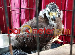 Sigap Polda Jatim Gagalkan Perdagangan 7 Satwa Dilindungi