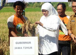 Padi Ratun Teknologi R5, Apa Untungnya buat Petani Jatim