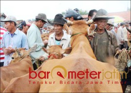 PPD: 4,6 Juta Sapi di Jatim Itu Populasi, Bukan untuk Dipotong