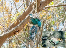 BDH Soroti Burung Dilindungi Mati Tertembak di Pamurbaya