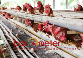 Beda dengan Tropodo, Dekan UB: Telur Ayam di Malang Aman