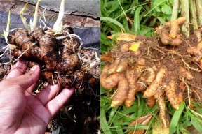 Diburu karena Corona, Kadistan: Kunyit-Jahe di Jatim Melimpah