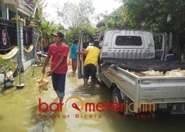 Kecewa Harga Anjlok Peternak Bagikan Ayam ke Korban Banjir