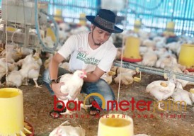 Harga Ayam Anjlok, Peternak di Lamongan Rugi Berlipat