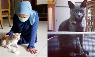 Hari ke-16 Isolasi, Khofifah Ditemani Kucing Kampung