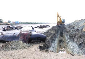 Hanya 1 Paus Berhasil Kembali ke Laut Lepas, 51 Lainnya Mati