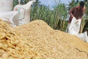 Tolak Beras Impor DPR RI Minta Khofifah Beli Gabah Petani