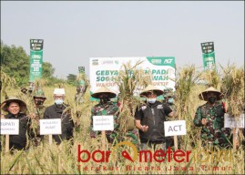 Panen Raya Pertama Wakaf Sawah Produktif ACT Tuai Hasil