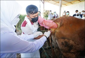 Pengembangan Sapi BB-Wagyu, Banyuwangi Jadi Pilot Project