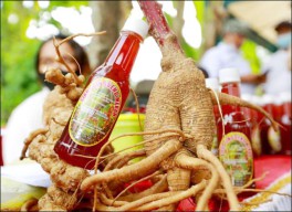 Budidaya Ginseng Merah, Wabup Banyuwangi Panen Perdana