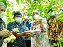 Banyuwangi Punya Kampung Jambu nan Asri, Kunjungi Yuk