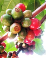 Wah, Membanggakan Kopi Excelsa Produksi Anak Muda Jombang Tembus Malaysia