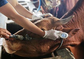 Sulit Dapat Sapi Siap Potong Dampak Wabah PMK, Jagal di Surabaya Ancam Mogok