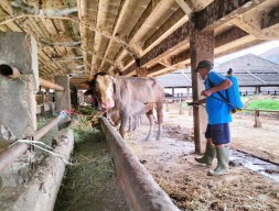 Tegas RPH Surabaya Tolak Ternak dari 4 Kabupaten Suspek Penyakit Mulut dan Kuku