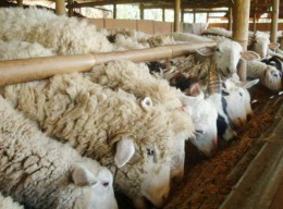 Jatim Kekurangan Kambing, Khofifah Sarankan Beralih ke Domba untuk Kurban Idul Adha