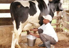 Wabah PMK di Jatim Maluas Peternak Sapi Perah Paling Terpukul secara Ekonomi