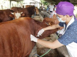 PPSDS Jatim: Sapi Terjangkit PMK Butuh Treatment, Tak Cukup Diberi Vitamin dan Obat