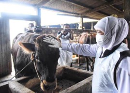 Indonesia Darurat Penyakit Mulut dan Kuku, Terbanyak di Jawa Timur: 133.460 Kasus