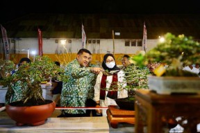 600 Bonsai Senilai Total Rp 25 M Dipamerkan di Banyuwangi, Bupati Ipuk Harap Ada Sharing Ilmu