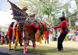 Serunya Parade Hewan Ternak di Banyuwangi Livestock Contest 2023, Sapi 1,136 Ton Jadi Pemenang