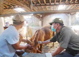 Jelang Hari Raya Idul Adha, Stok Sapi di Banyuwangi Melimpah!
