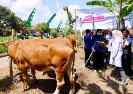 Program Ini Kerek Produktivitas Sapi Banyuwangi, Kini 30.000 Lahir per Tahun