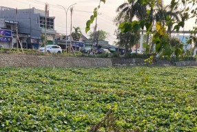 Warga Resah Eceng Gondok Tutupi Sungai, DPRD Surabaya Minta Segera Dikeruk