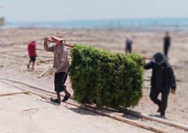 Budidaya Rumput Laut Berkembang Pesat, DKP Jatim Optimalkan Kualitas