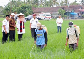 Permintaan Tinggi, Beras Organik Banyuwangi Tersedia di 18.000 Supermarket se-Indonesia