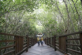 Kebun Raya Mangrove Surabaya Koleksi 59 Jenis Tanaman, Terlengkap se-Indonesia!
