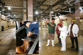 Diguncang Video Penyembelihan Sapi Ditembak di RPH Surabaya, Pjs Wali Kota Angkat Bicara!