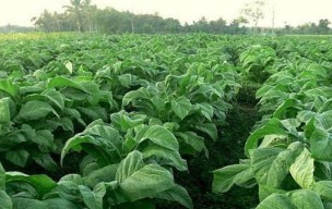 Disbun Jatim: Tembakau Pilar Penting Pengembangan Ekonomi Daerah