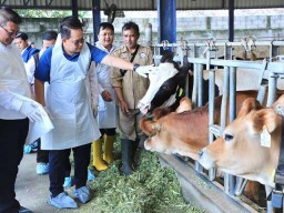 Jatim Butuh 7 Juta Vaksin Perangi PMK, Adhy Karyono Minta Koperasi Vaksinasi Mandiri!