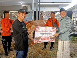 Sapi Kurban Prabowo Agresif sebelum Disembelih, Eri Cahyadi: Sehat dan Kuat!