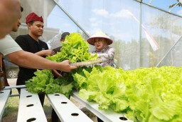 2 Petani Muda Banyuwangi Cuan dari Hidroponik Selada, Sebulan Raup Rp 6 Juta!