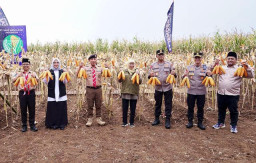 Panen Raya Jagung, Bupati Ipuk: Banyuwangi Surplus 180.754 Ton!
