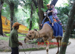 Libur Lebaran, Pengunjung Kebun Binatang Surabaya Membeludak Tembus 40 Ribu!