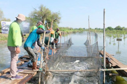 Budidaya Perikanan Silvofishery, BRIDA Surabaya Akui Perlu Edukasi Masif!