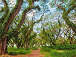 47 Ribu Wisatawan Serbu Banyuwangi, Hutan De Djawatan Terbanyak Dikunjungi!