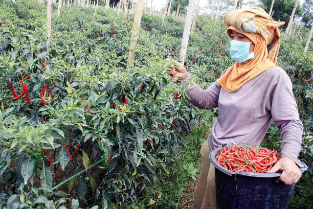 Tak Kalah Pedas, Harga Cuma Rp 50 Ribu/Kg