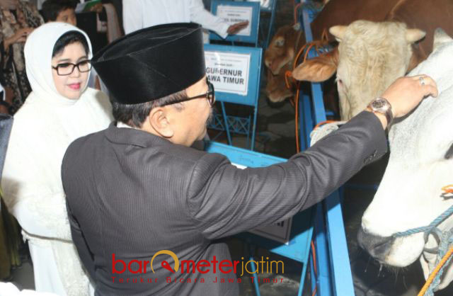 Ketika Sapi Kurban ‘Ogah’ Dipegang Gus Ipul