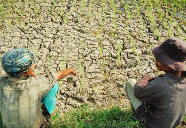 Kemarau Panjang, 871,85 Ha Sawah di Jatim Kekeringan