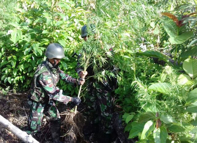 Satgas Pamtas Temukan Ladang Ganja di Perbatasan Papua