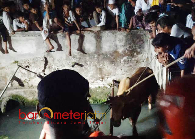 Gara-gara Mercon, Sapi Kurban di Surabaya Terjun ke Sungai