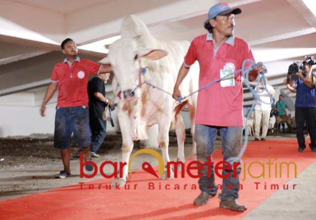 Sebelum Disembelih, Sapi Kurban Jokowi Lalui Red Carpet