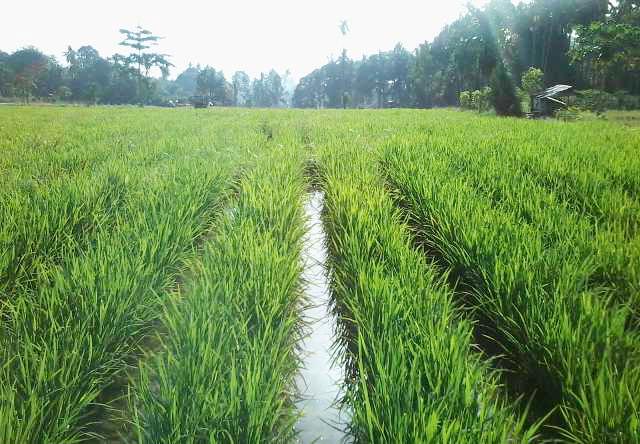 Klaim Asuransi Usaha Tani Padi, Lamongan Tertinggi