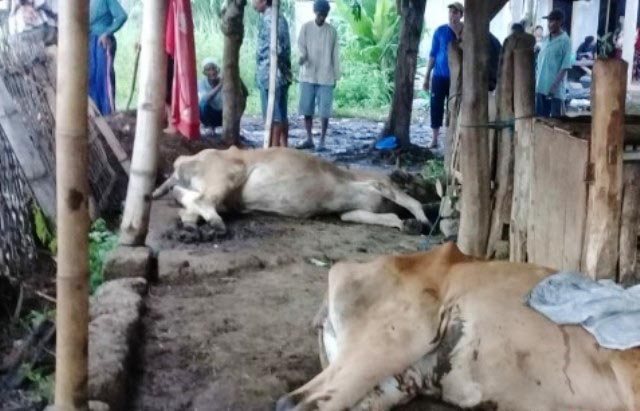 9 Sapi Mati Mendadak, Disnak Jatim: Semoga Bukan Antraks