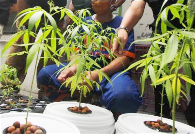 Gugat Frasa Pohon, Penanam Ganja Uji Materi UU Narkotika