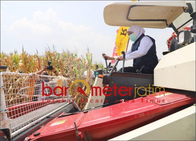 Jaga Ketahanan Pangan, Khofifah-LPPNU Panen Jagung